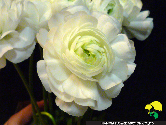 Ranunculus Yukitemari.jpg